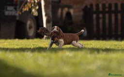 Bracco Italiano dogs for sale: This sweet boy is available  - Advert 11