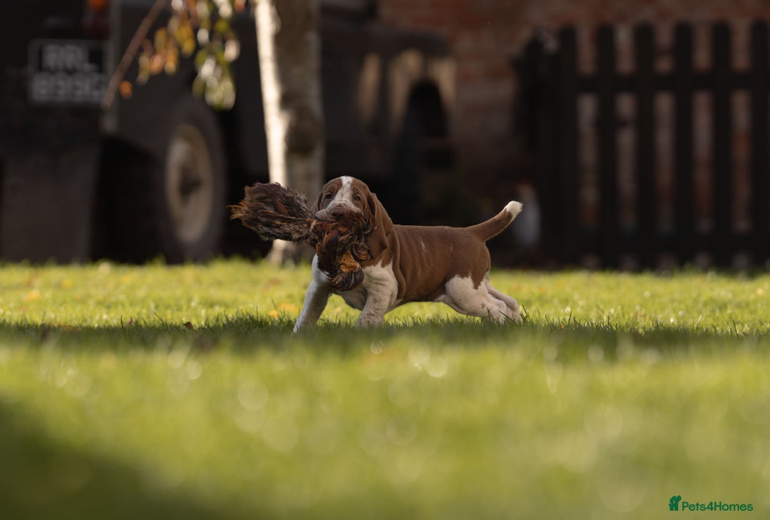 Bracco Italiano dogs for sale: This sweet boy is available  - Advert 11
