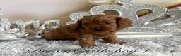 Cavapoo dogs for sale: Asian teddy poodle dad tiny Cavapoo puppies - Advert 17
