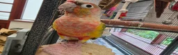 Conures birds for sale: Pair of conures and double flight cage in Aberdare - Advert 1