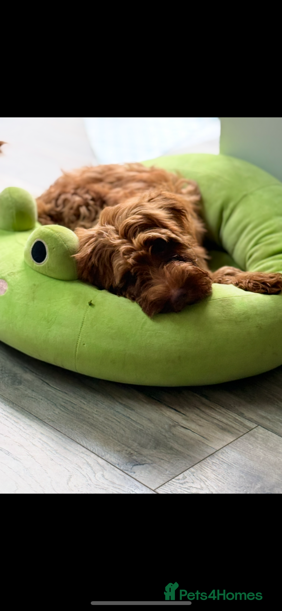 Labradoodle dogs for sale: Fully health tested Multigen puppies - Image 9