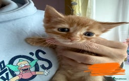 Domestic Shorthair cats for sale: 🌸Gorgeous kittens for sale🦋 - Image 7