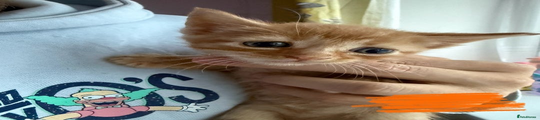 Domestic Shorthair Kitten 4
