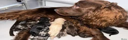 Cockapoo dogs for sale: 🤎🐶🐾 Beautiful F1 cockapoo puppies🐾🐶🤎 - Advert 11