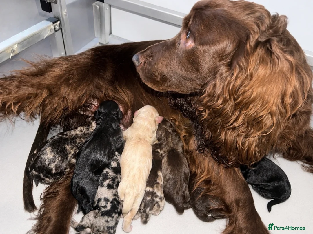 Cockapoo dogs for sale: 🤎🐶🐾 Beautiful F1 cockapoo puppies🐾🐶🤎 - Advert 11