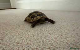 Tortoise reptiles for sale: Tortoise Bruno  - Image 1