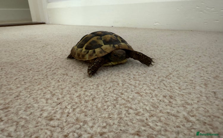 Tortoise reptiles - Advert 1