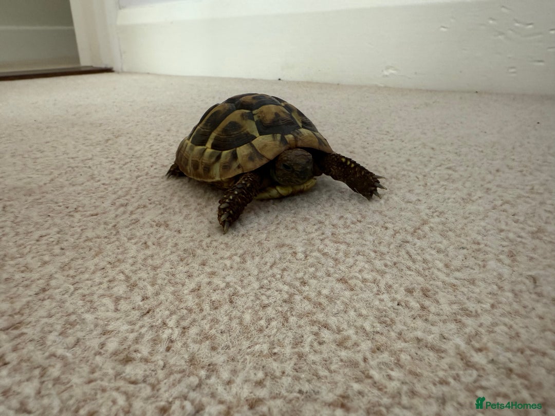 Tortoise reptiles for sale: Tortoise Bruno  - Image 1