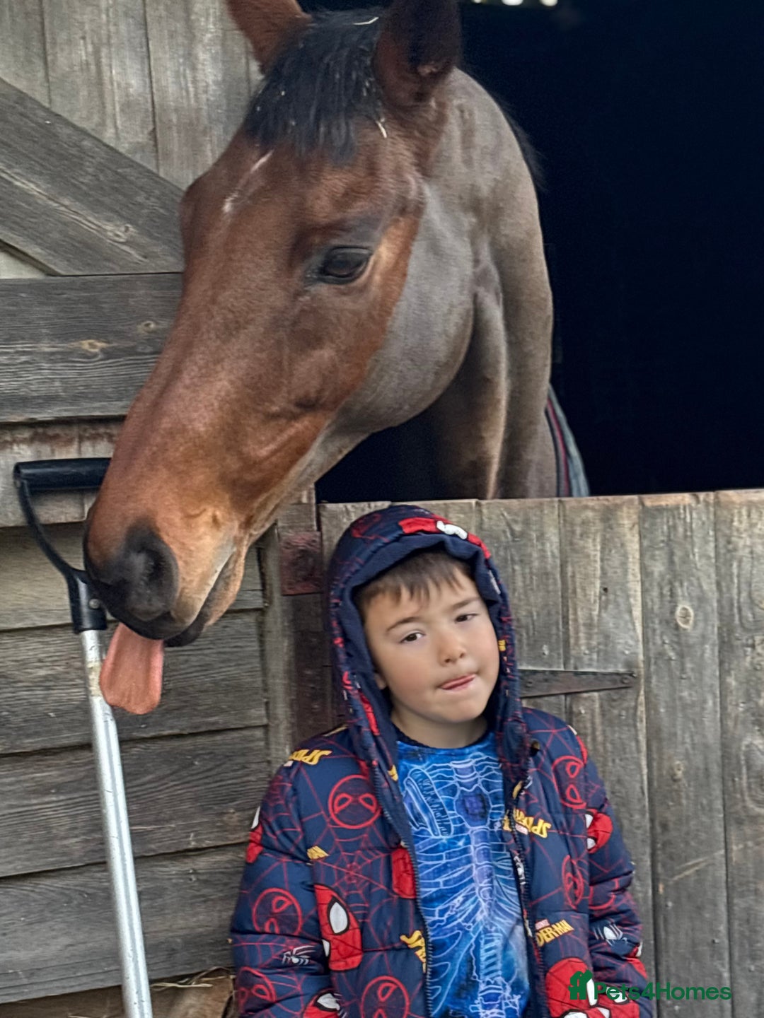 English Thoroughbred horses for sale: X2 safe stunning geldings alrounders - Image 4