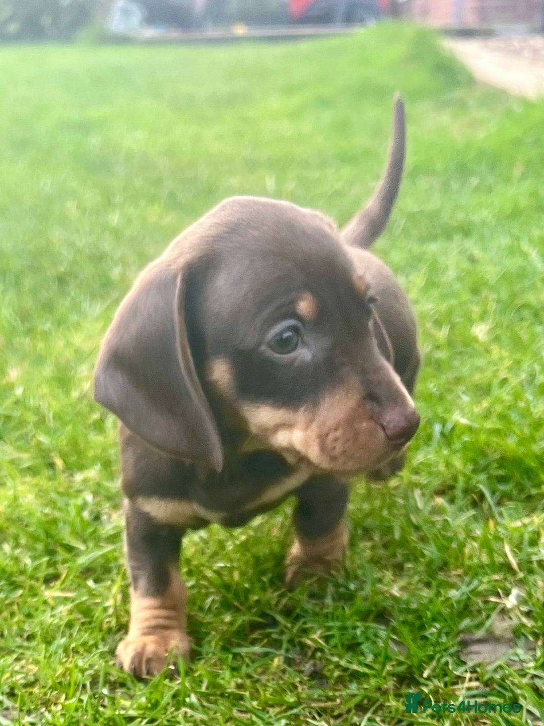 Miniature Dachshund dogs for sale: STUNNING MINI SMOOTH HAIR PRA CLEAR DACHSHUND PUPS - Advert 7
