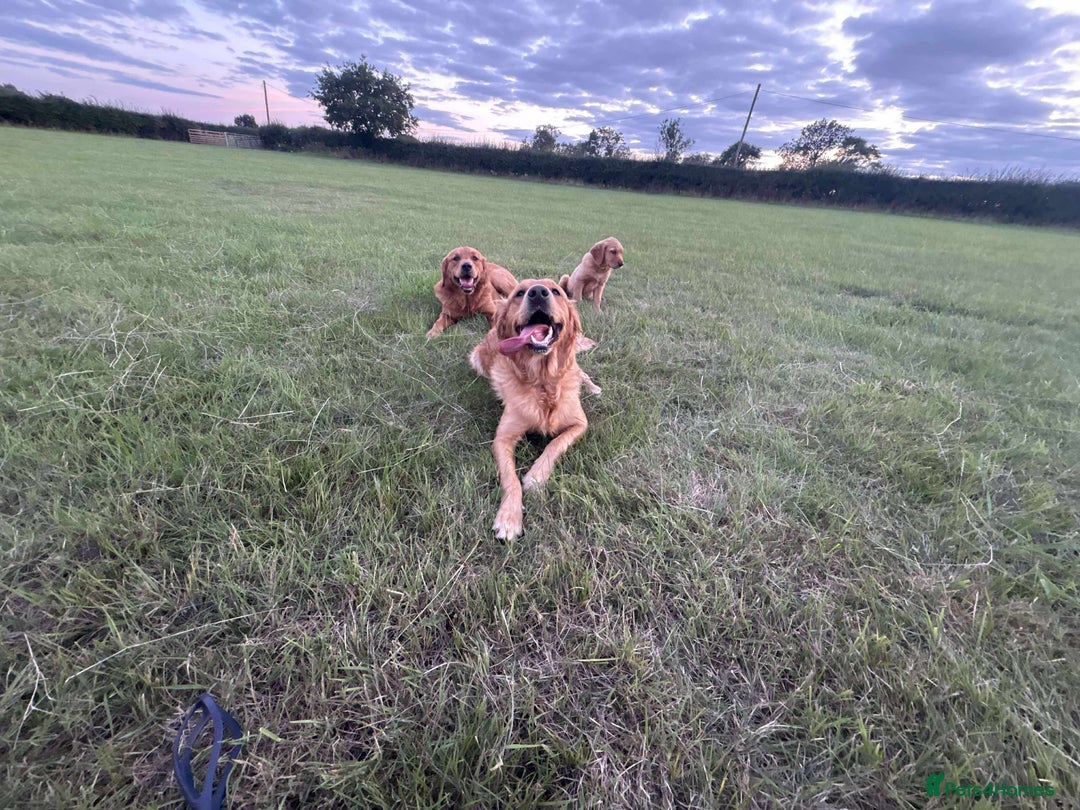 Golden Retriever dogs for sale: Kc pedigree golden retrievers (fox red  in Malton - Image 4