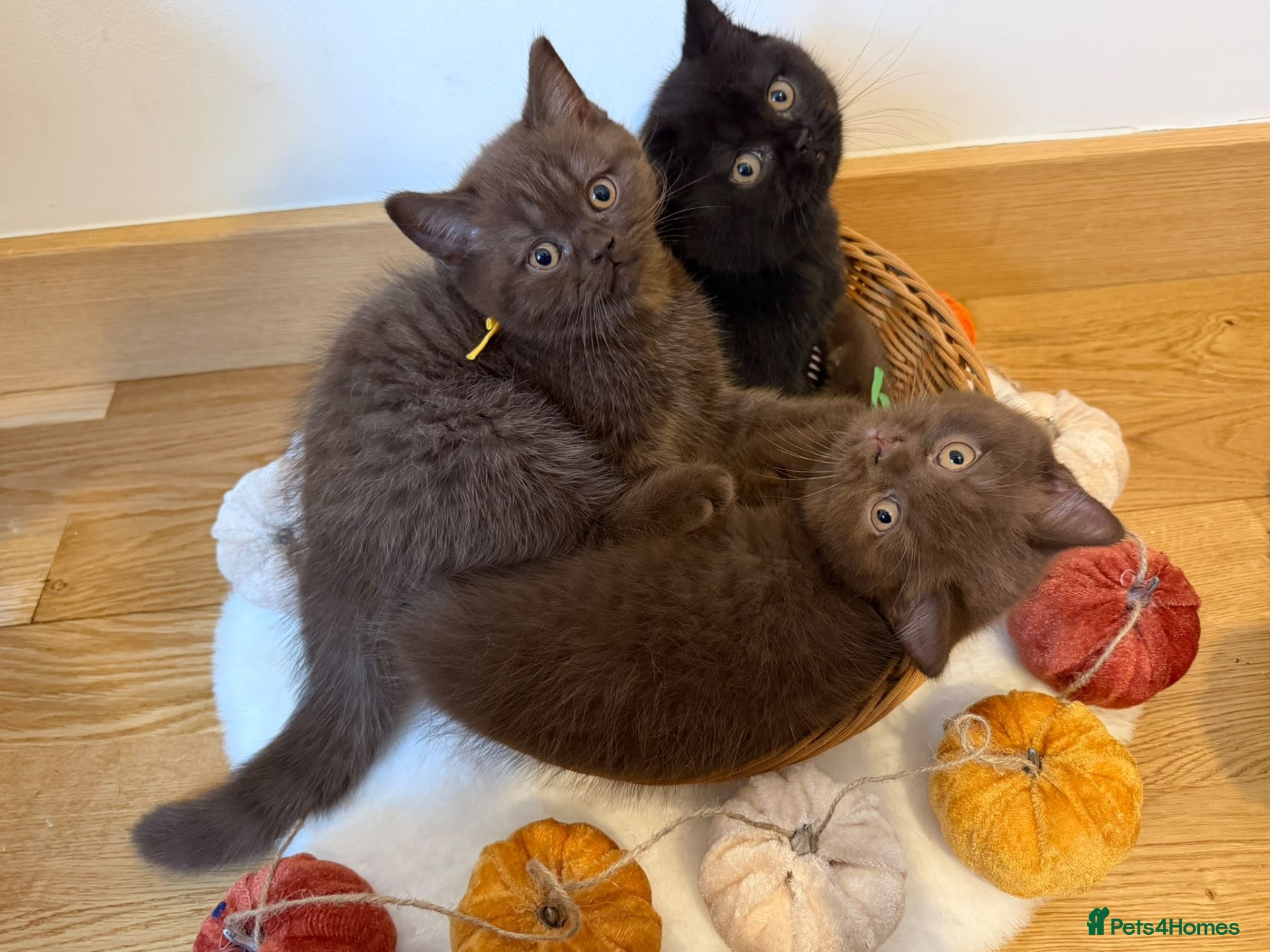 British Shorthair cats 3 Beautiful Autumn Coloured Kittens🤎🍂 - Advert 15