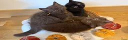 British Shorthair cats for sale: 3 Beautiful Autumn Coloured Kittens🤎🍂 - Advert 18