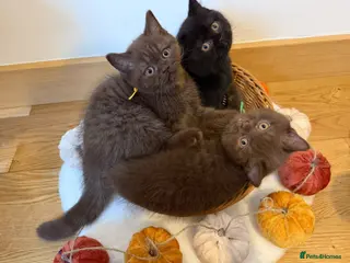 British Shorthair cats 3 Beautiful Autumn Coloured Kittens🤎🍂 - Advert 8
