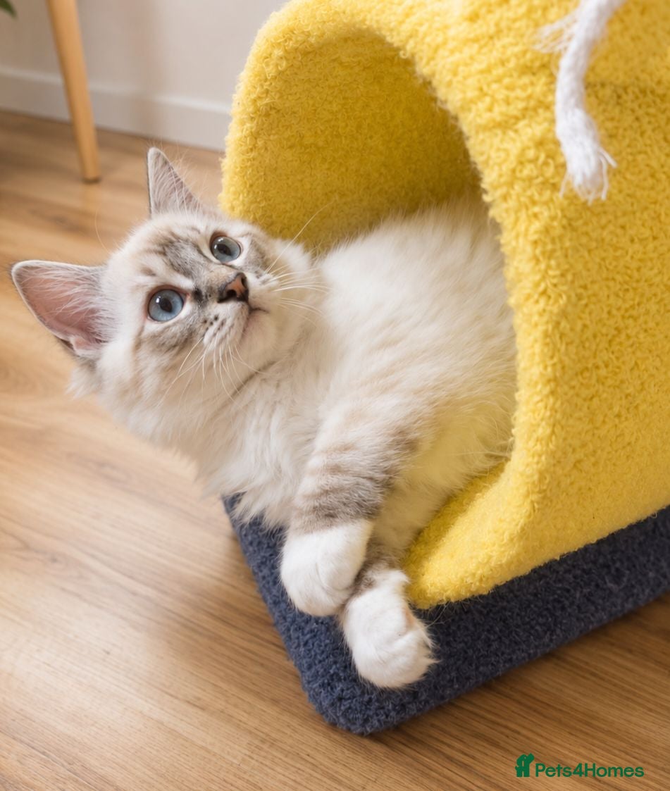 Ragdoll cats 😻Beautiful GCCF Registered Ragdoll Kittens😻 - Advert 1