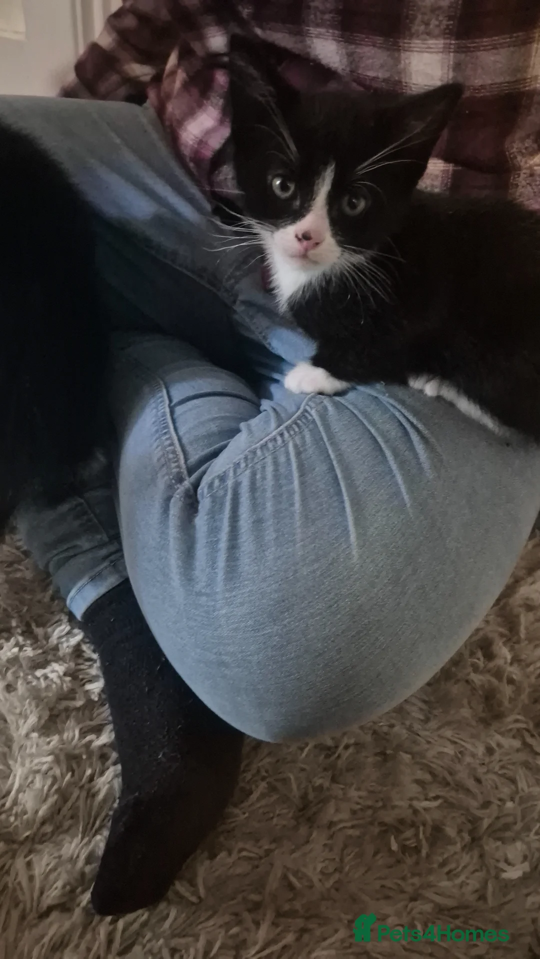 Mixed Breed cats for sale: 2 male kittens for sale in Largs - Advert 2
