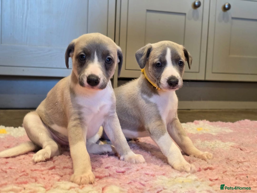 Whippet dogs for sale: Kc reg whippet females  - Advert 4