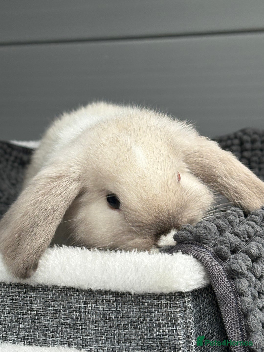 Mini Lop rabbits for sale: Beautiful female mini lop  - Image 5