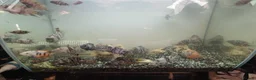 Cichlids fish for sale: convicts Free in Cannock - Advert 3