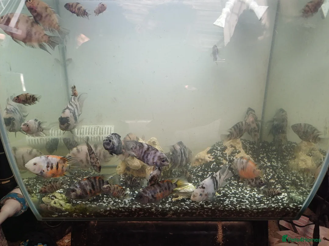 Cichlids fish for sale: convicts Free in Cannock - Advert 3