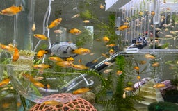 Platies fish for sale: Small platys for sale £1 each in Bromley - Image 10
