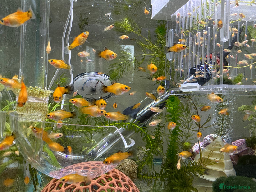 Platies fish for sale: Small platys for sale £1 each in Bromley - Image 10