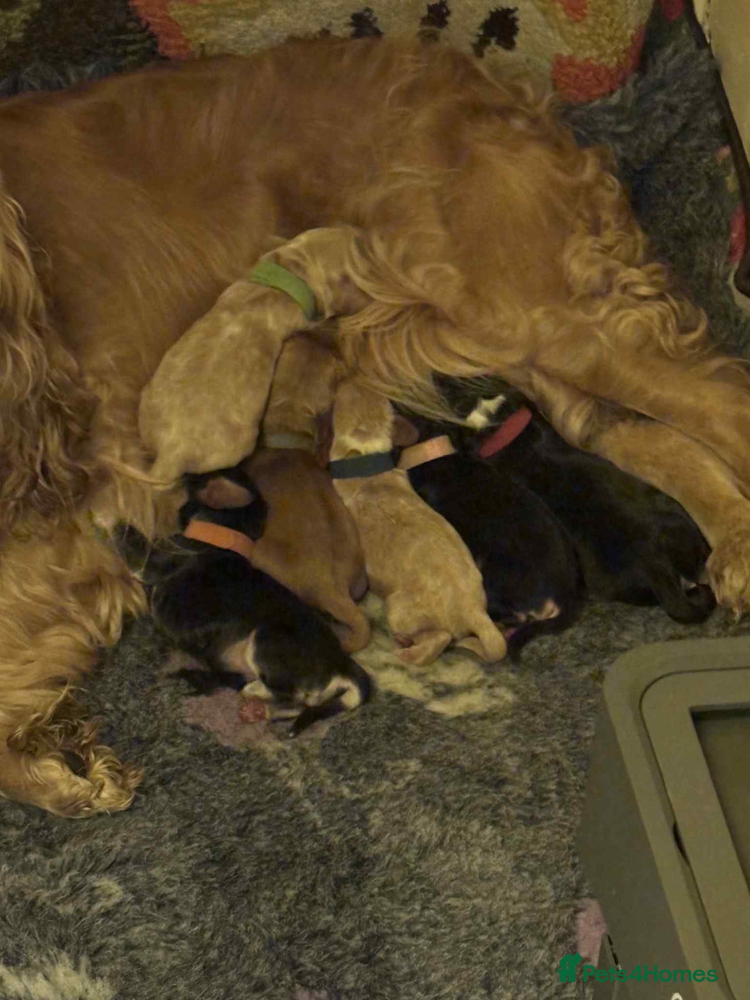 Cocker Spaniel dogs Show Cocker Pups - HEALTH TESTED & VACS - Advert 18