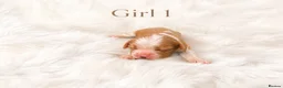Cavalier King Charles Spaniel dogs for sale: 🐾 KC Registered Cavalier King Charles Spaniel 🐾 - Advert 3