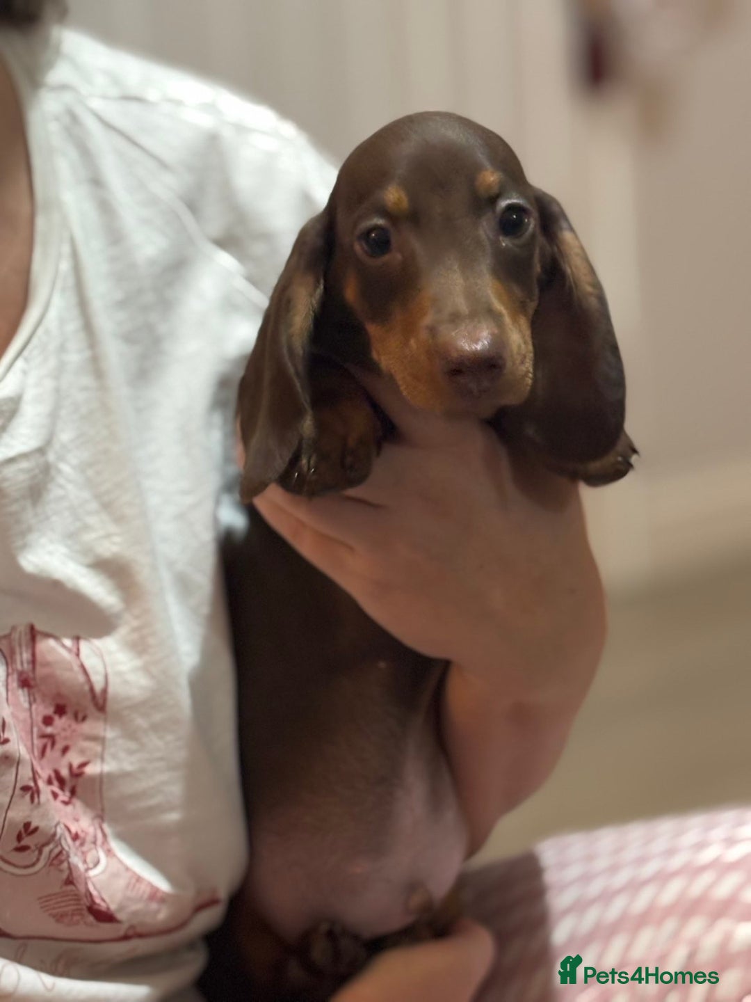Miniature Dachshund dogs for sale: Last Isabella boy mini dachshund REDUCED  - Advert 7