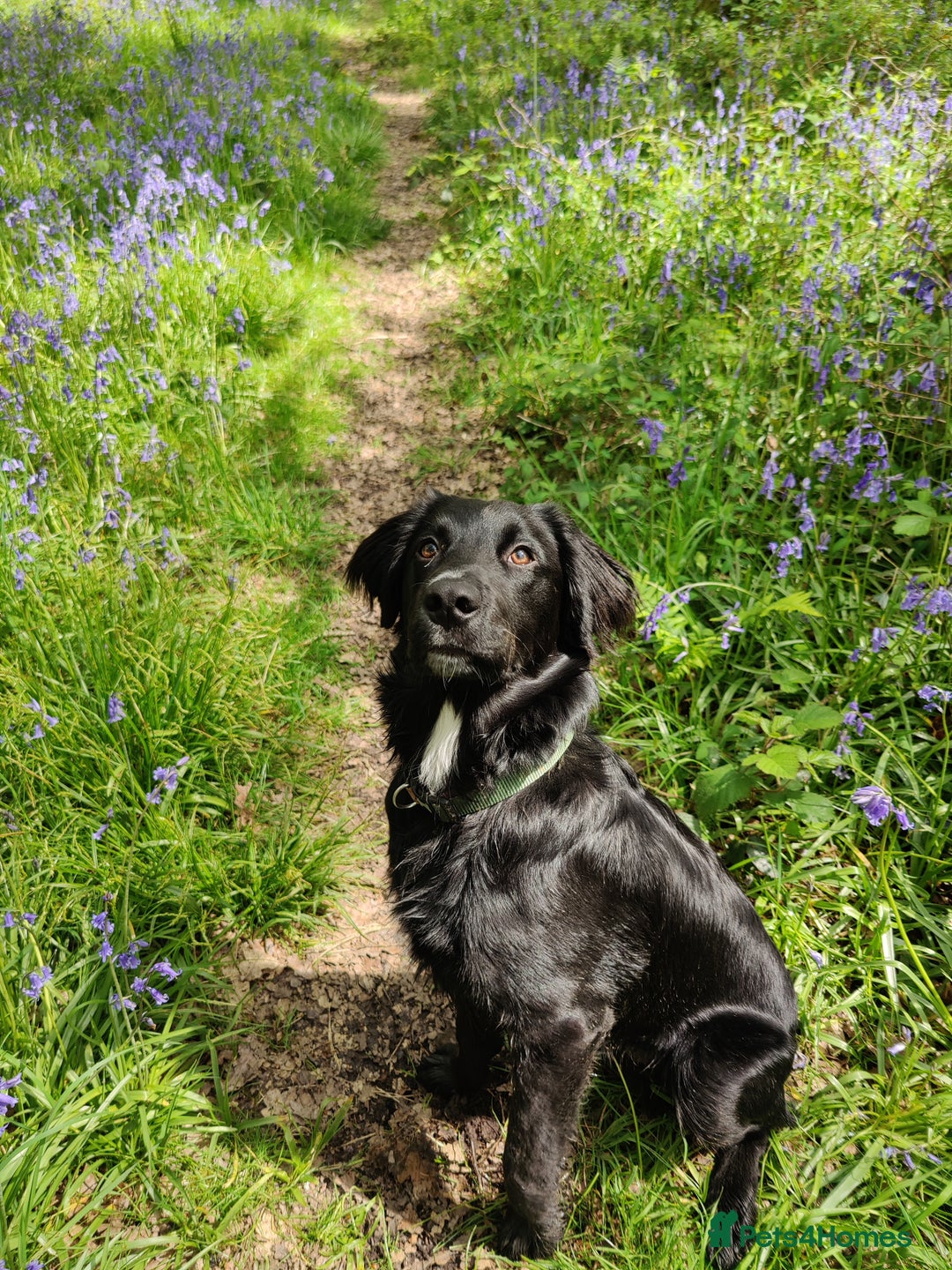 Mixed Breed dogs for sale: Sprollie pup - Image 6