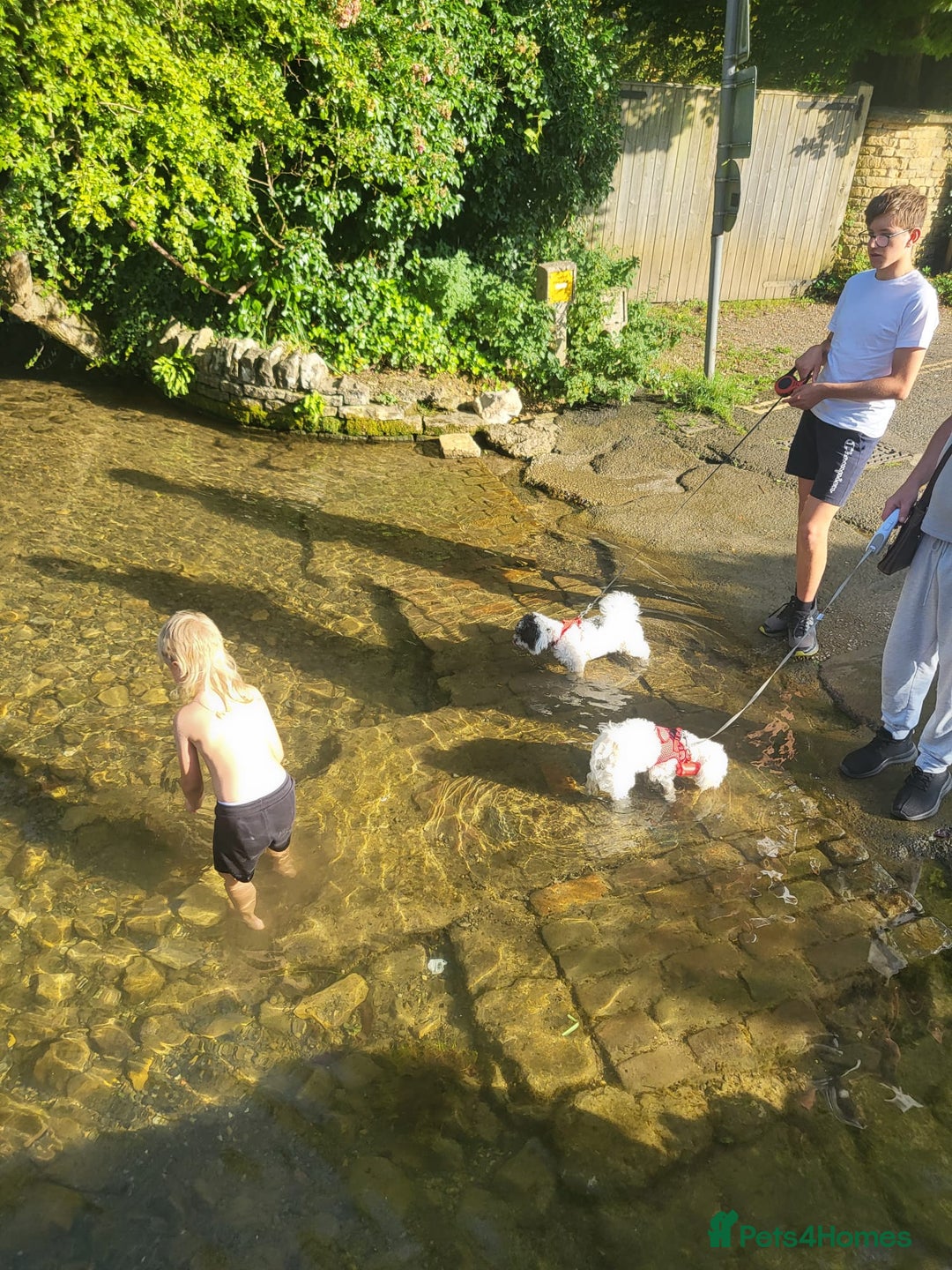 Bichon Frise dogs for sale: Bishon poppy's available  - Image 26