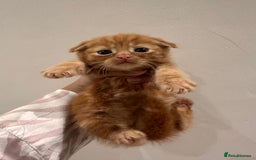 Scottish Fold cats for sale: Scottish fold male kittens available  - Image 21
