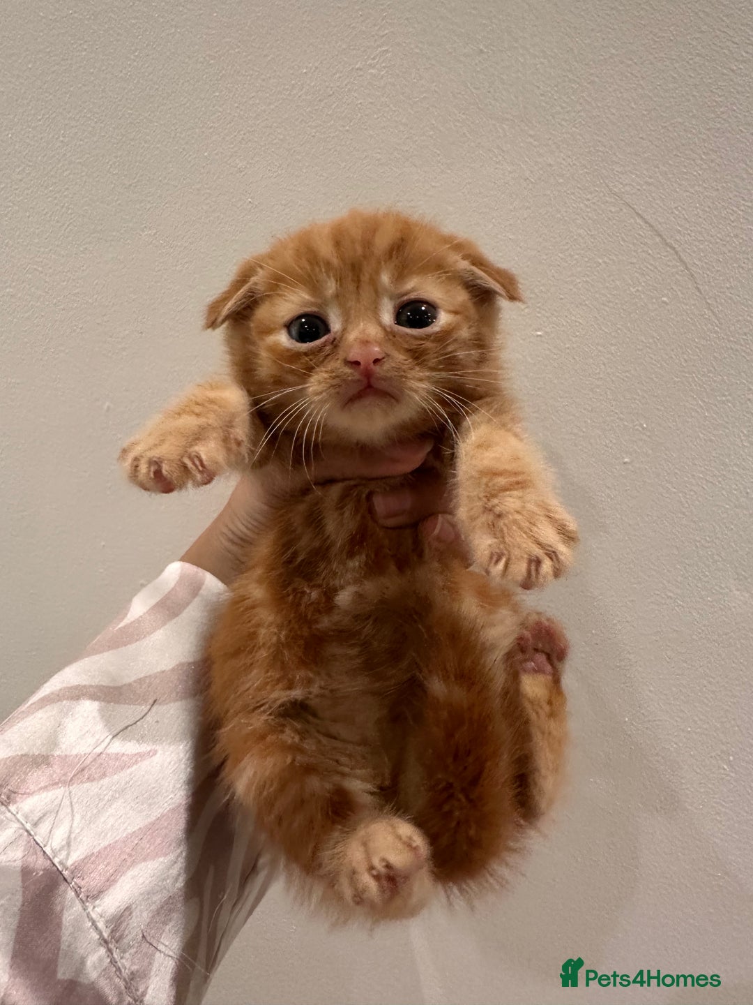 Scottish Fold cats for sale: Scottish fold male kittens available  - Image 21