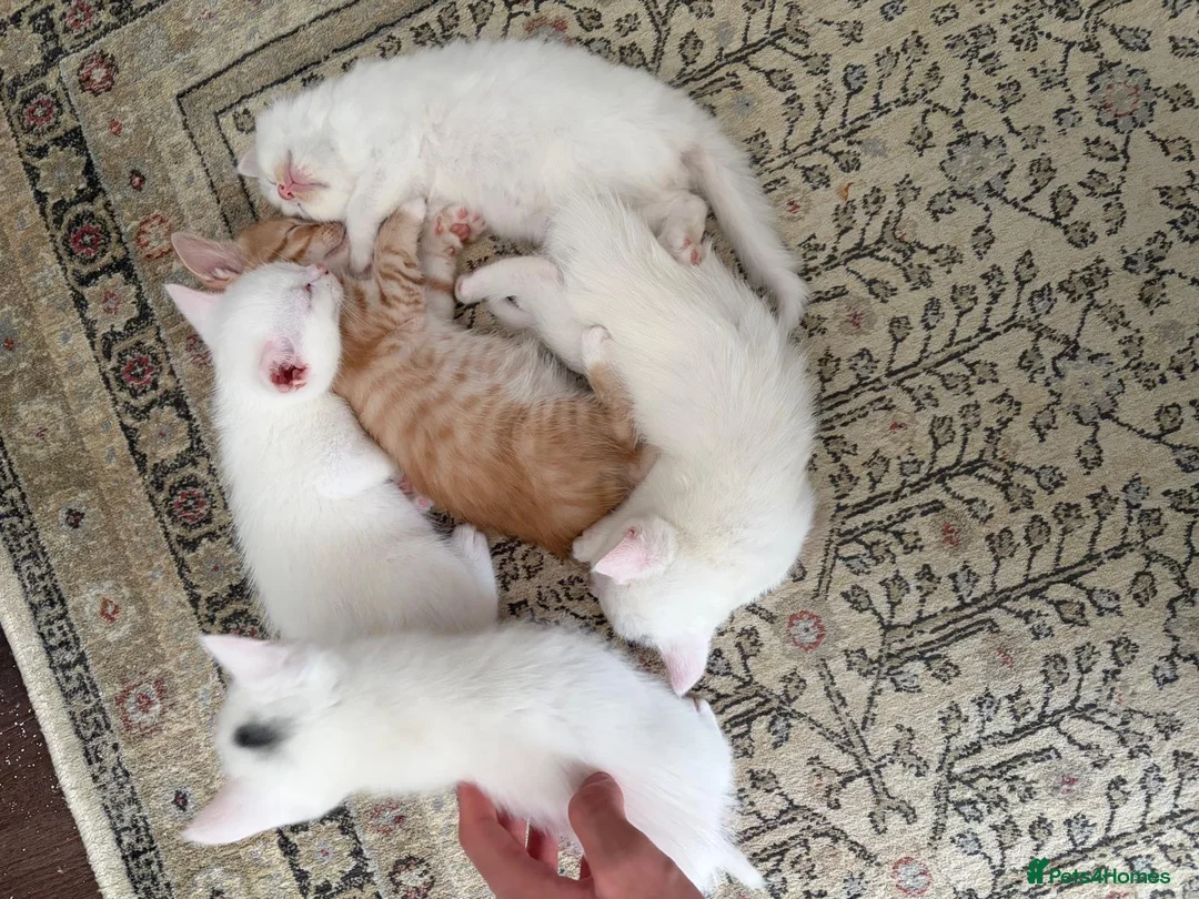 Domestic Shorthair cats for sale: Adorable Kittens - 2 Girls & 3 Boys - Advert 2
