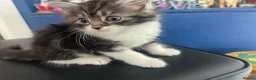 Ragcoon cats for sale: 🐾 Beautiful Maine Coon x Ragdoll kittens  - Advert 6