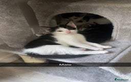 Mixed Breed cats for sale: 7 beautiful 8 week kittens  - Image 3