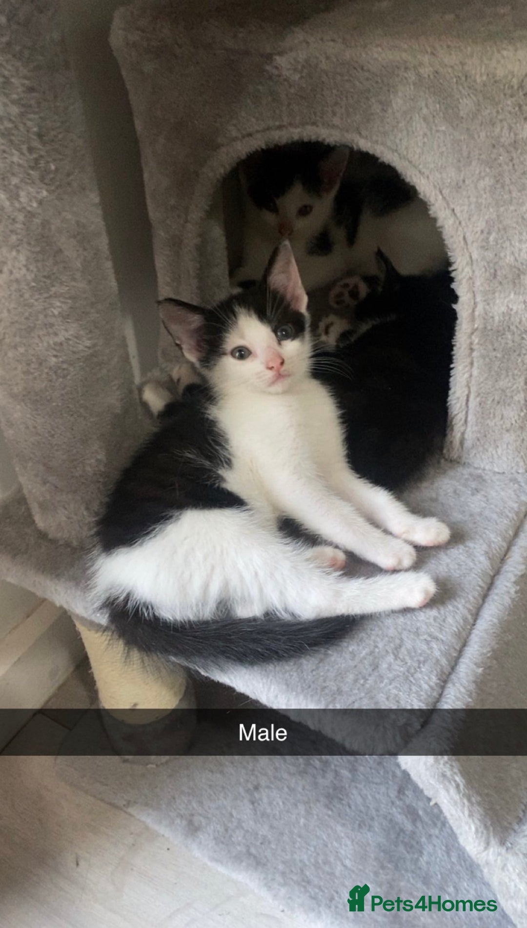 Mixed Breed cats for sale: 7 beautiful 8 week kittens  - Image 3