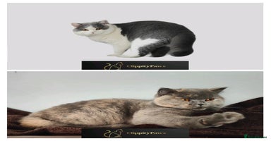 British Shorthair cats - Advert 10