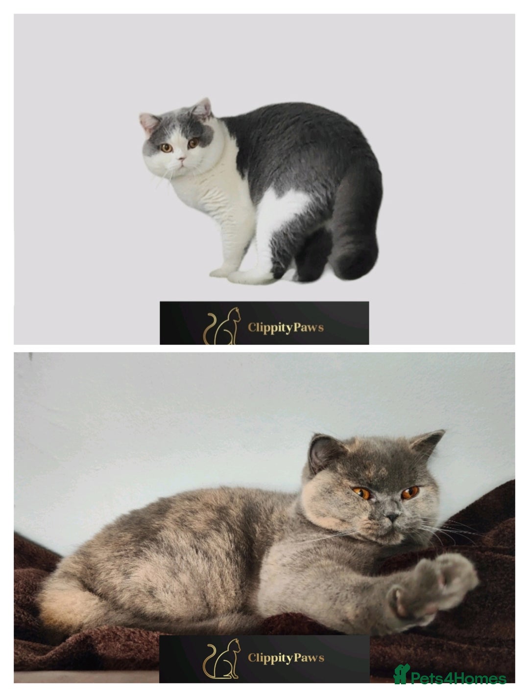 British Shorthair cats for sale: GCCF Registered chunky British Shorthair Kittens - Image 2