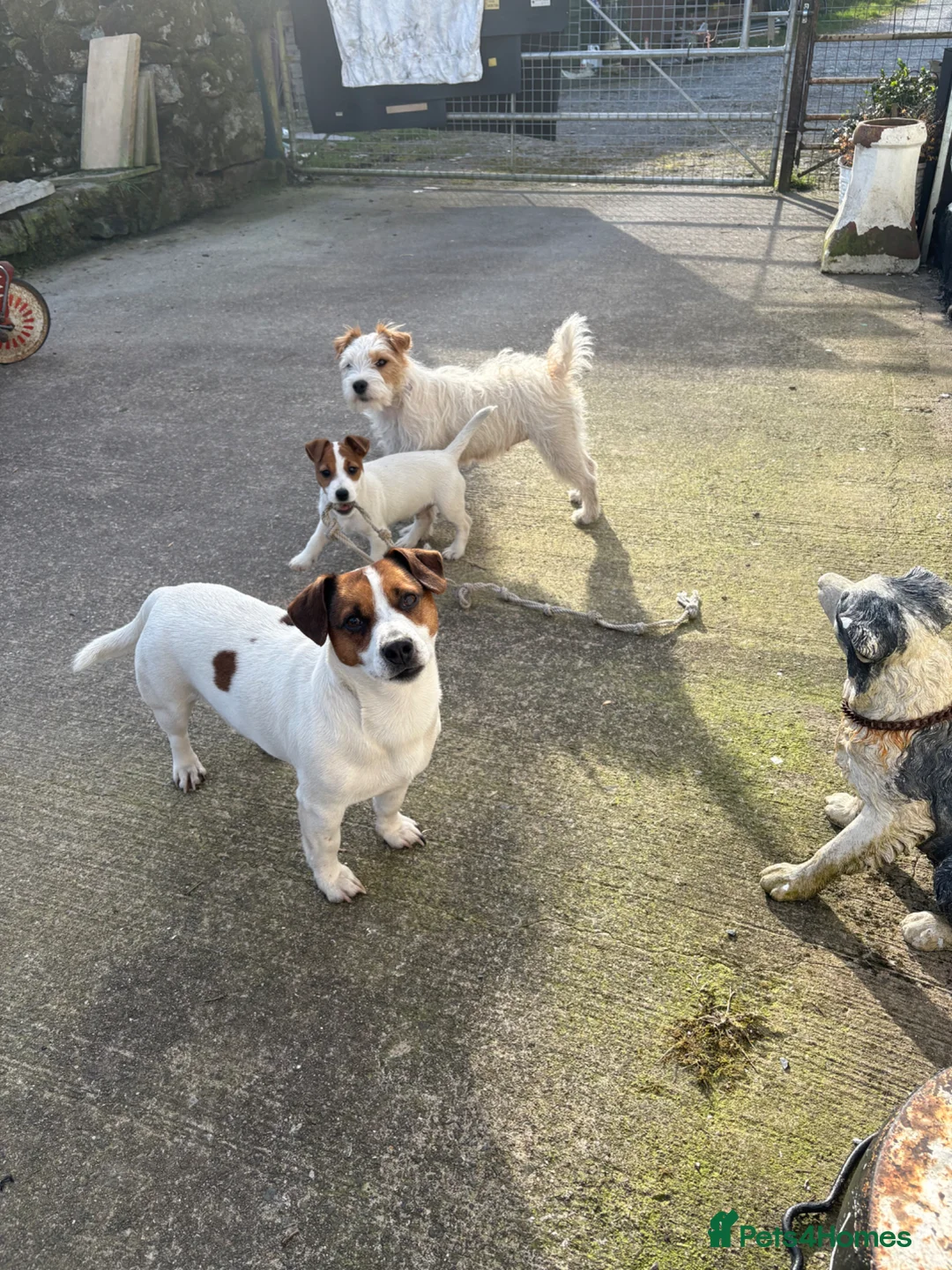 Jack Russell dogs for sale: Jack Russell pup  - Advert 2