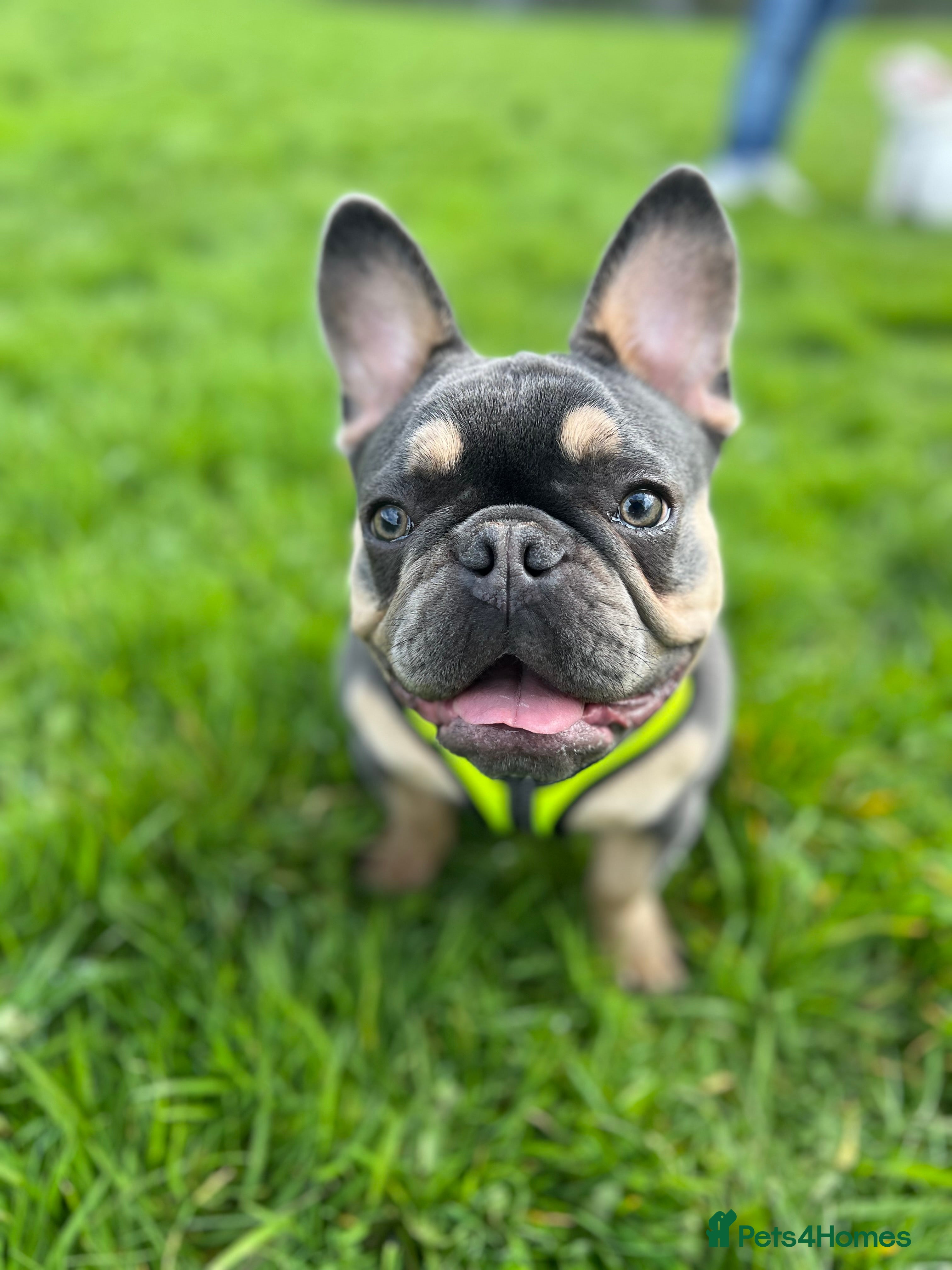 French Bulldog dogs Male French Bulldog for rehoming  - Advert 1