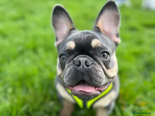 French Bulldog dogs Male French Bulldog for rehoming - Advert 1
