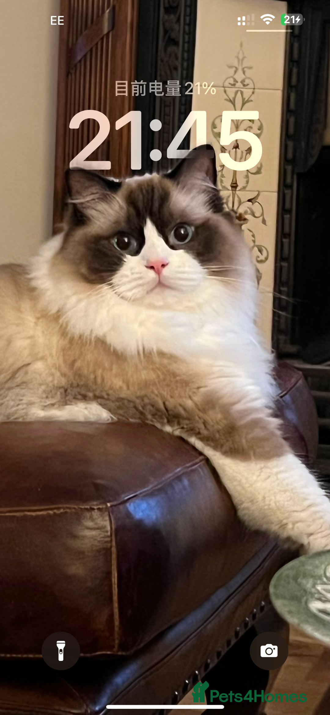 Ragdoll cats for sale: “Adult Ragdoll cat for sale — cute, gentle, - Advert 2