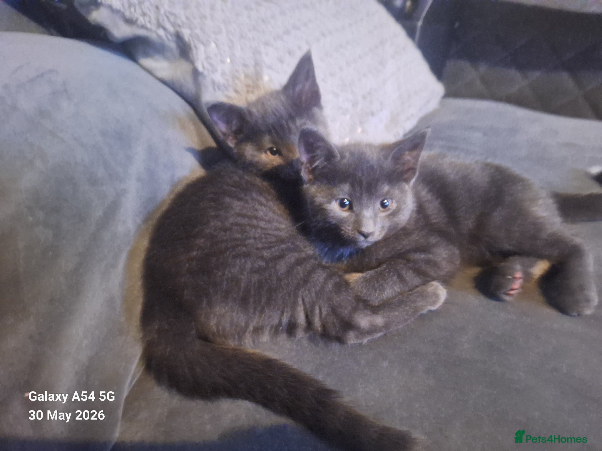 British Shorthair cats for sale: 2 lovely female kittens  - Advert 6