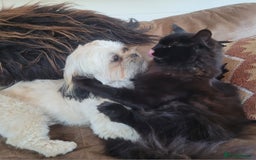 Maine Coon cats for sale: 5 year old MC to re rehomed - Image 5