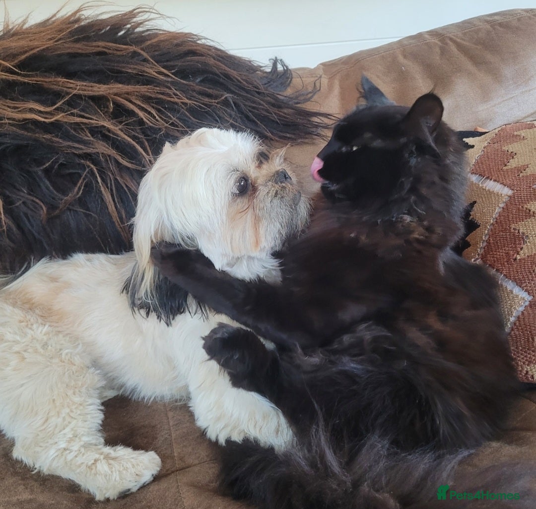 Maine Coon cats for sale: 5 year old MC to re rehomed - Image 5
