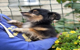 Mixed Breed dogs for adoption: 💖🐶 ELLA 🐶💖 - Image 18