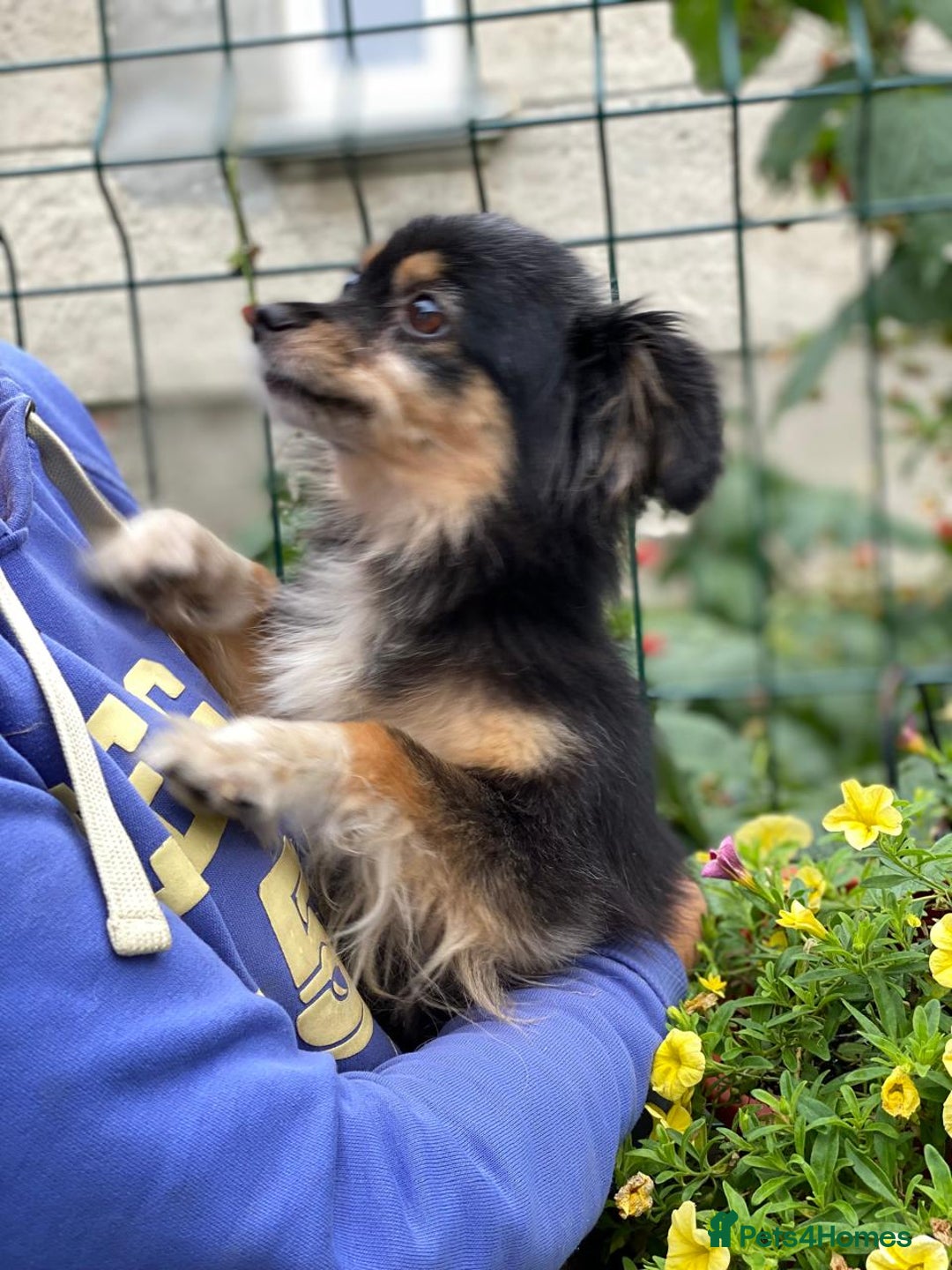 Mixed Breed dogs for adoption: 💖🐶 ELLA 🐶💖 - Image 18