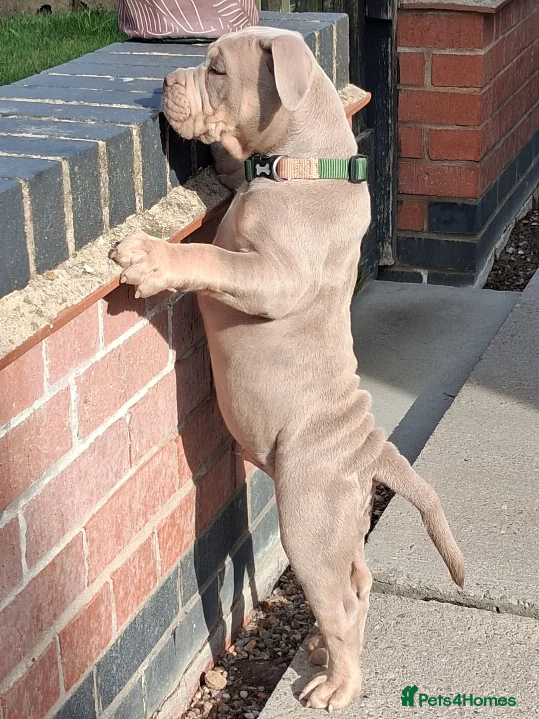 Mixed Breed dogs for sale: Stanley - Advert 5