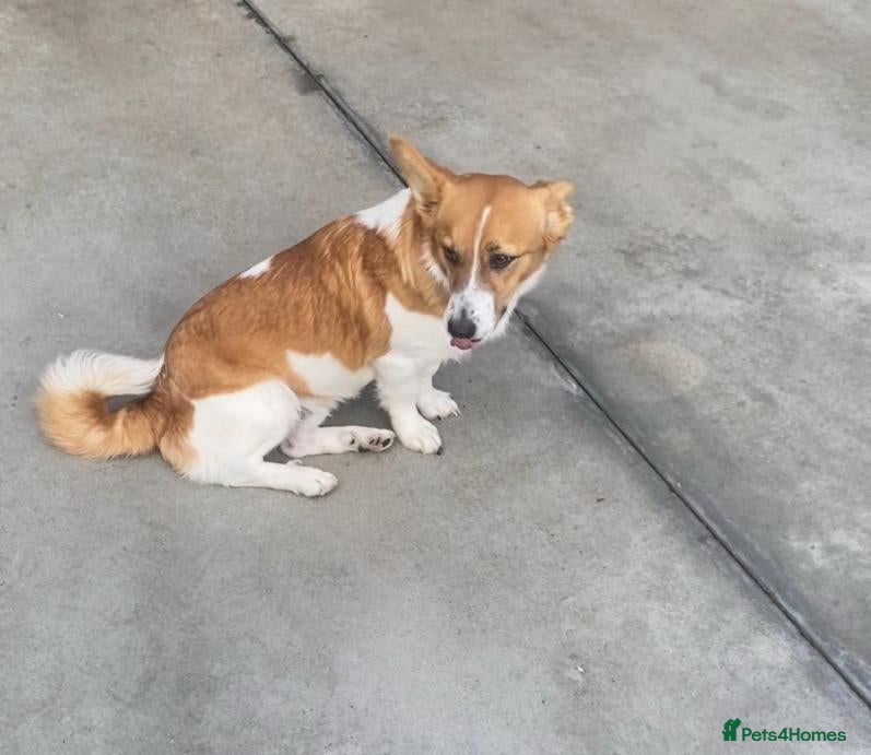 Mixed Breed dogs Dewey. 1.5 yrs approx. Available for adoption. - Advert 10